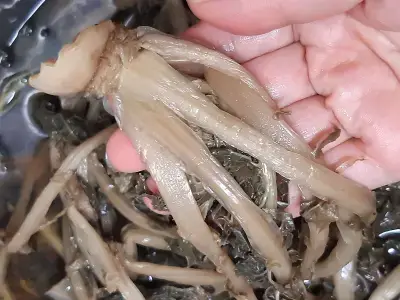 삶은-시래기를-2시간-정도-삶은-물에-담가-시래기-부드럽게-만들기