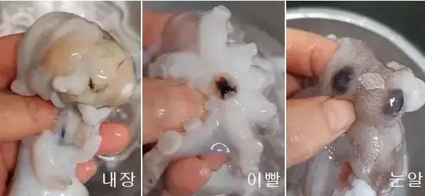 내장-이빨-눈알을-제거하는-주꾸미-손질
